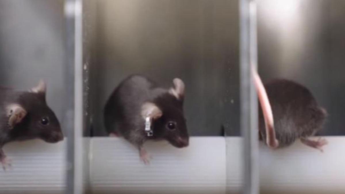 大陸首送囓齒類哺乳動物上太空,嚴選4隻黑鼠。(圖/央視)