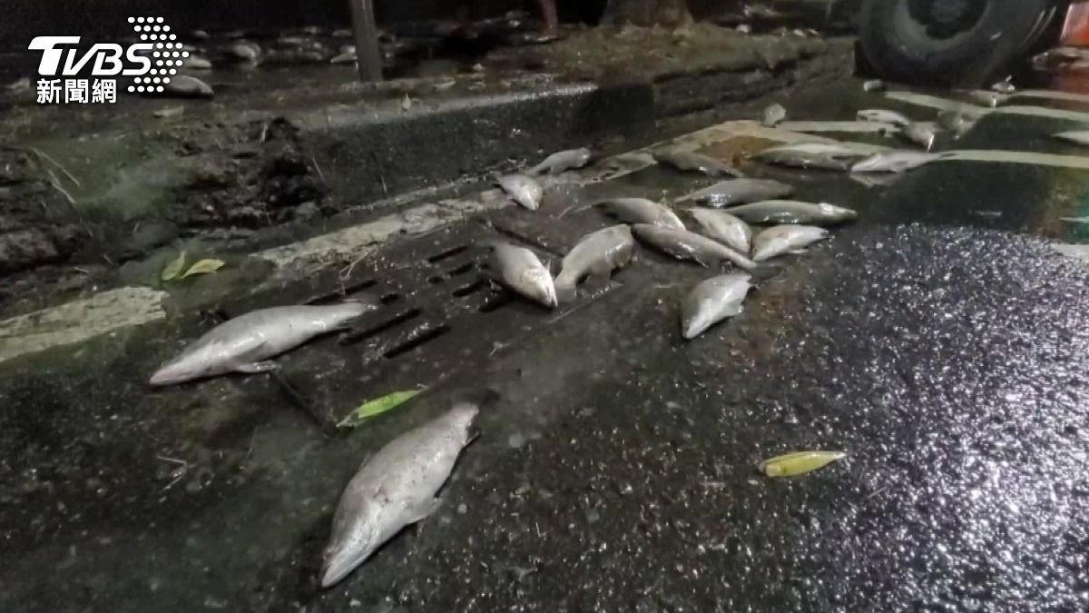 眼前一片黑！高雄貨車載20萬元鱸魚「撞爆圍牆」　魚屍散一地