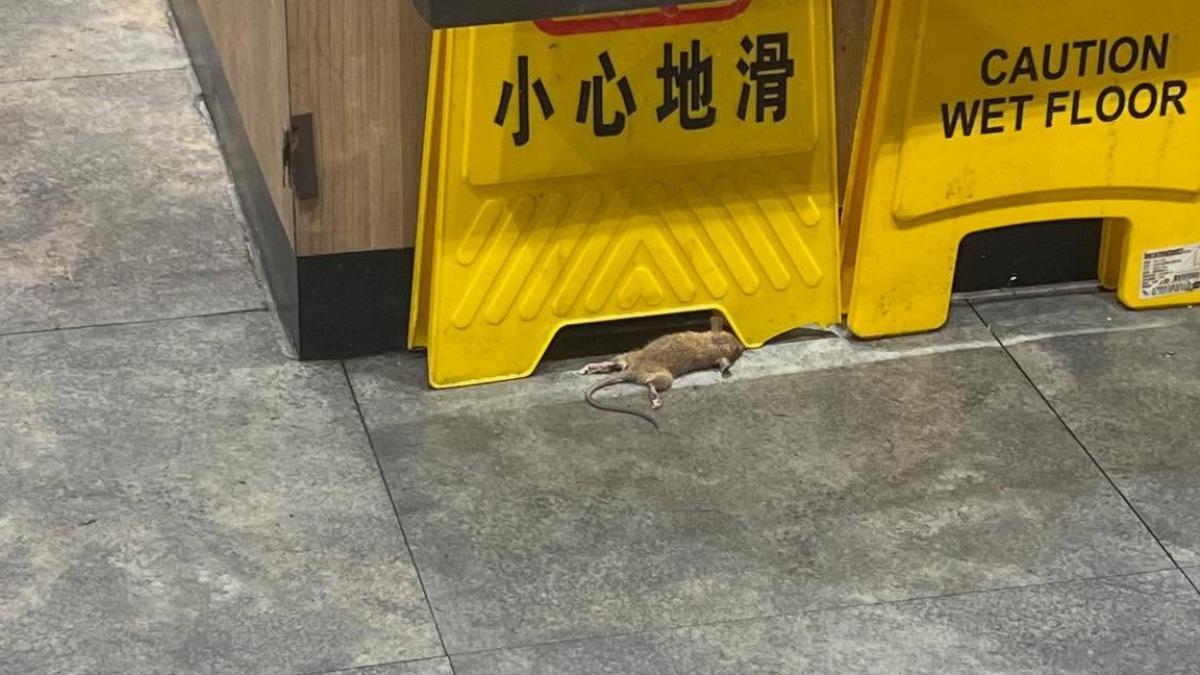 民眾用餐驚見老鼠翻肚。（圖／畫面授權Threads 3ciwq）