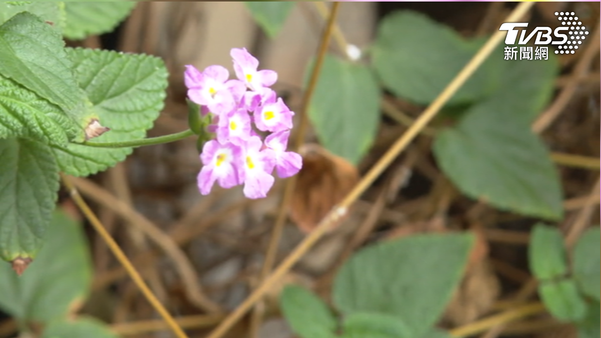 信義區空橋蜜蜂竄飛,動保處說明可能是蜜蜂分巢或香水太香。(圖/TVBS)
