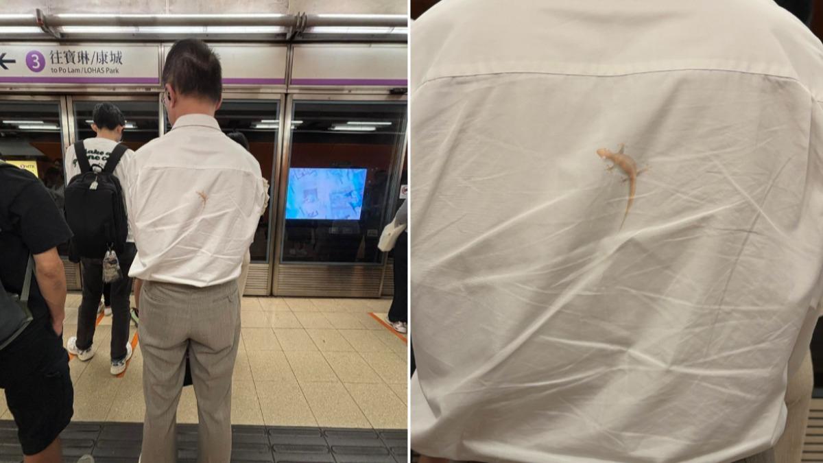 男乘客背上有「壁虎」!香港女搭地鐵嚇傻 真相一出笑翻網