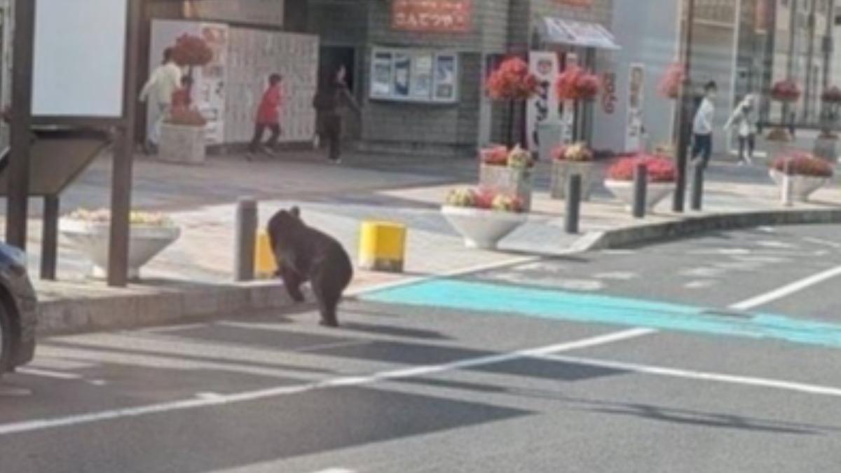 一頭黑熊在岩手縣宮古市區趴趴走，民眾嚇壞急逃命。（圖／翻攝 X @Gt8VUlzRG7buafO）