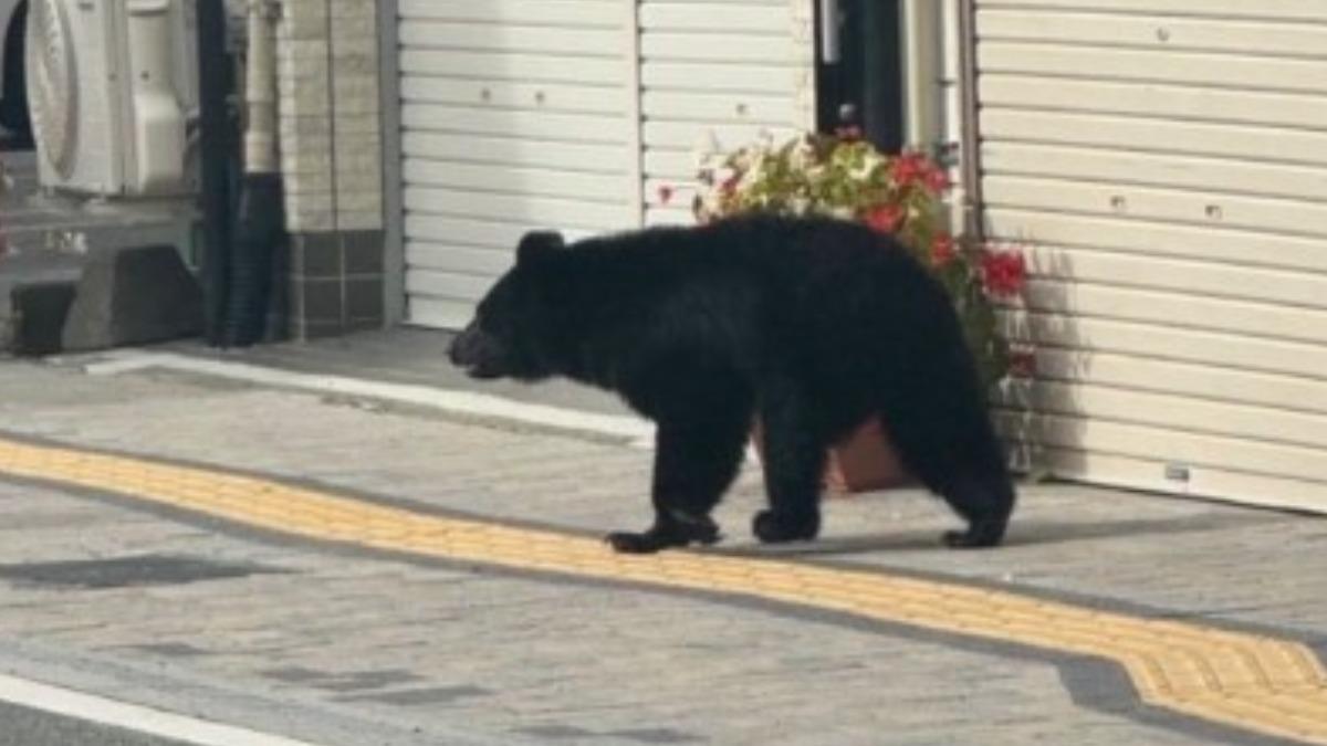 札幌、岩手熊出沒!獵人遇襲滿臉血 黑熊「闖車站」民眾急逃