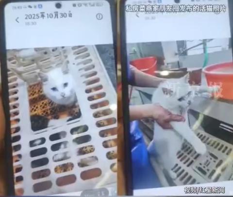 網友推測照片中的貓已遭遇不測。(圖/翻攝自微博)