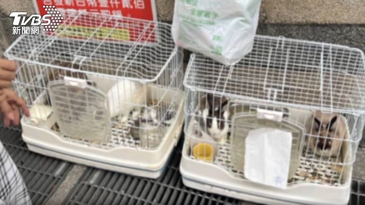 棄養貼愛心領養? 男路邊水溝蓋丟「10隻兔」。(圖/TVBS)
