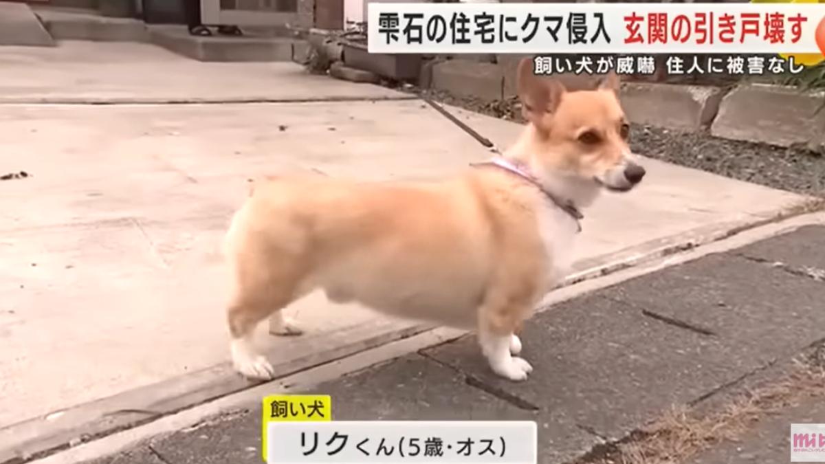 熊竟怕狗?野熊闖入岩手縣民宅大鬧 遭柯基犬狂吠嚇走