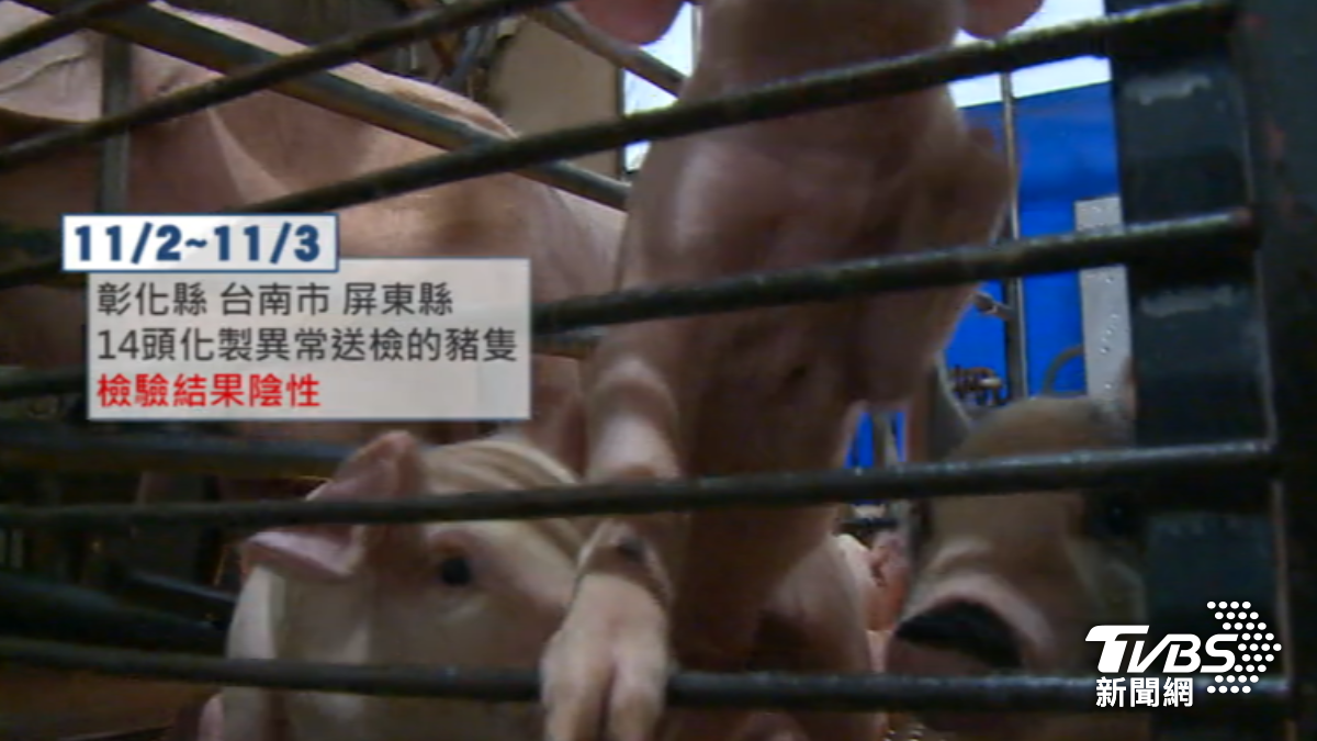 非洲豬瘟暫無外擴情形。(圖/TVBS)