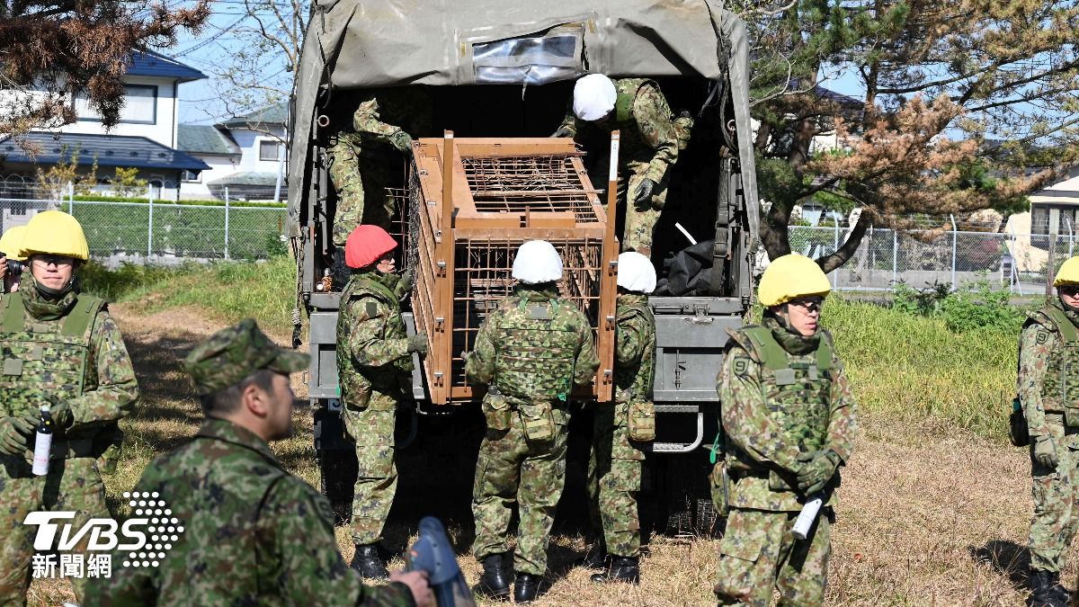 太多熊出沒!日本自衛隊與秋田縣簽約 部隊協助因應熊害