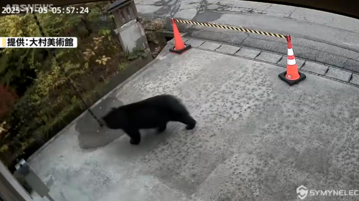 秋田黑熊逛美術館!監視器拍到黑熊閒晃 警籲提高警覺