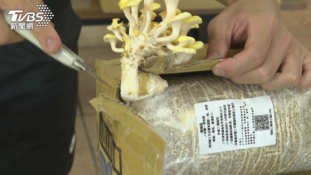 逾7天未取貨「珊瑚菇」太空包長到鑽破紙箱　網稱「箱菇」自找出路。(圖／TVBS)