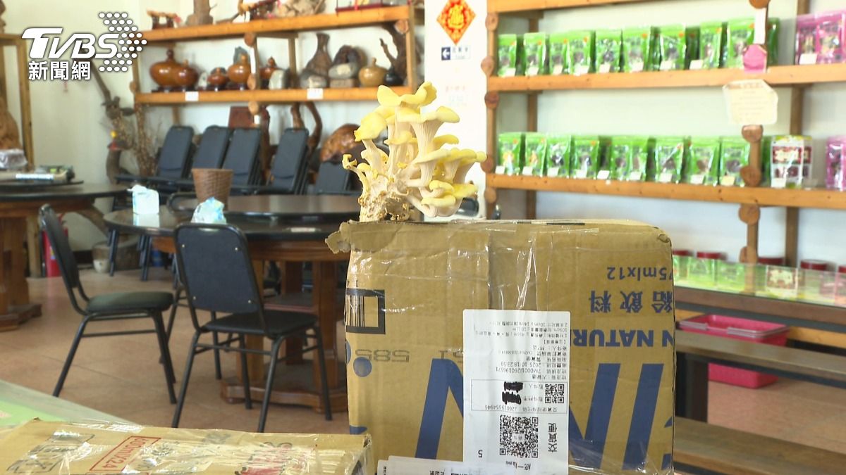 許多人稱讚這是「箱菇」，並表示「生命會自己找到出路」。(圖／TVBS)