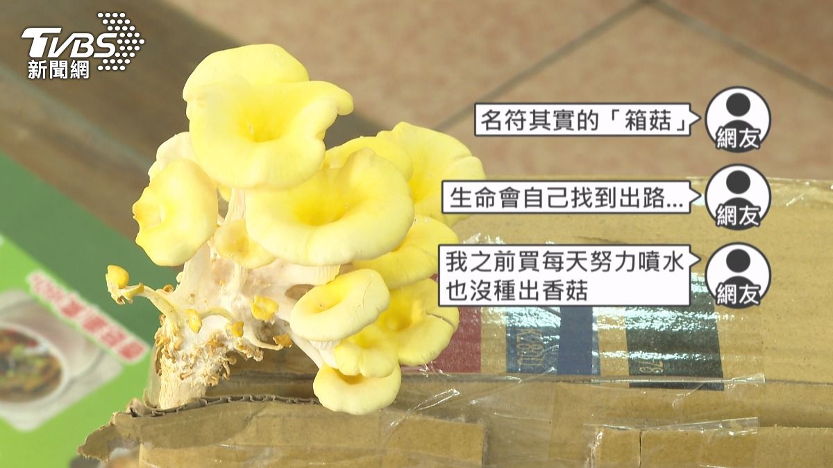 顧客訂購的菇菇包在外流浪了7天，結果已經長出菇來。(圖／TVBS)