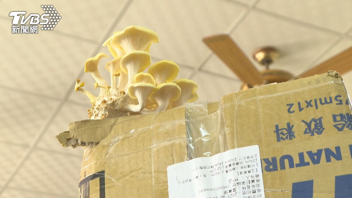 紙箱內部環境陰涼潮濕，才會讓珊瑚菇破箱而出。(圖／TVBS)