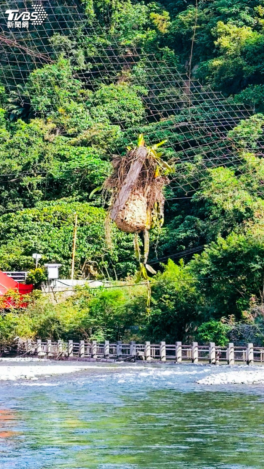 台東金崙野溪溫泉秋冬有不少遊客前往，上方巨大的虎頭蜂窩若被驚擾，恐發生攻擊事件。（圖／TVBS）