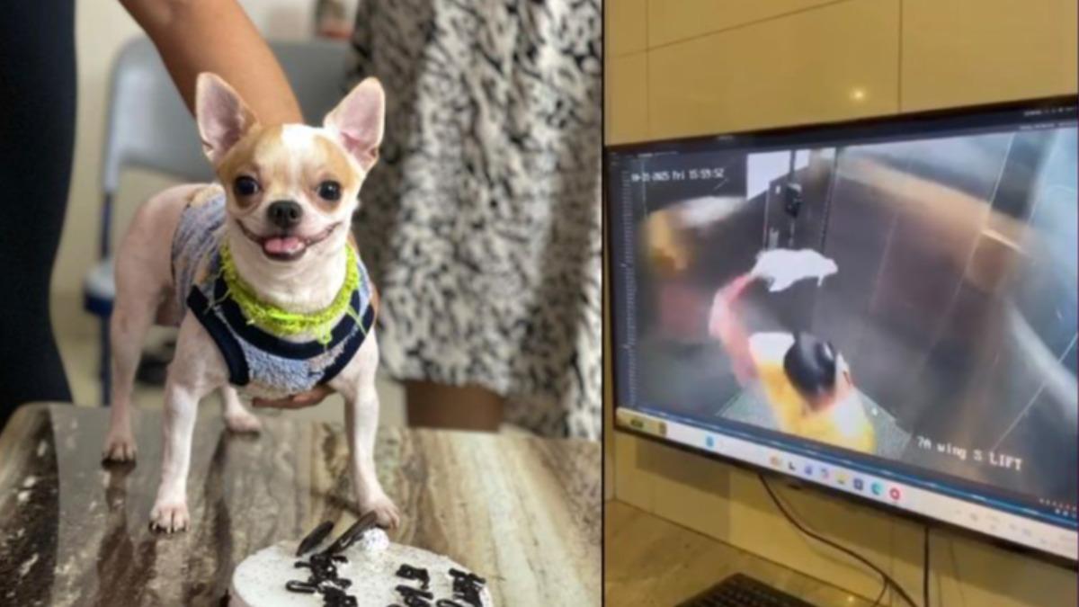 電梯內摔死雇主愛犬!印女傭謊稱「車禍」 不知監視器拍下全程