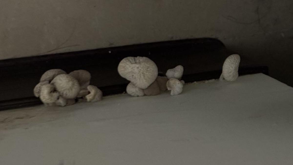 牆壁太潮濕?家中竟「長一排菇類」ㅤ網笑喊︰你家牆壁很營養