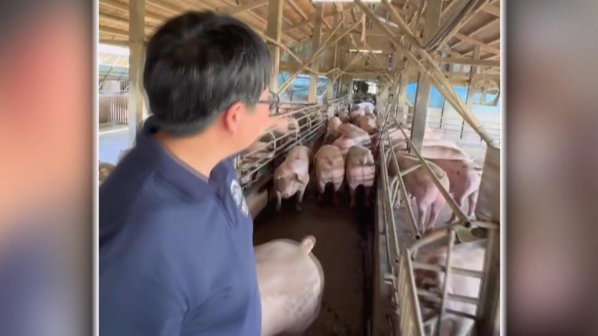 豬農興奮「豬豬上路」 彰化肉市啟動拍賣。(圖/農場晃晃)