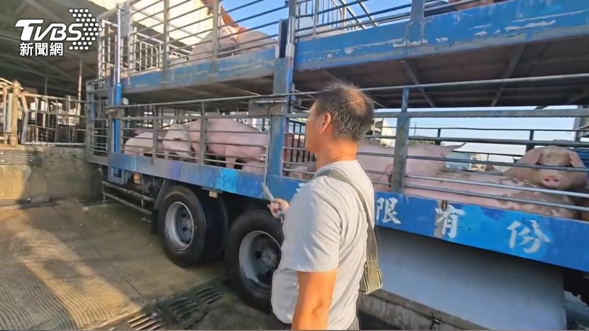 肉品市場2400頭配額今啟動拍賣。(圖/TVBS)