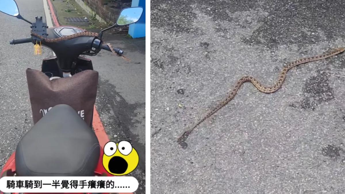天降龜殼花!爬過手背淡定盤踞龍頭 女騎士一看嚇跳車:要發財了