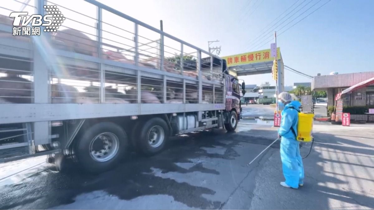 豬隻湧入市場「價格穩」!雲林毛豬拍賣均價$95 載豬車滿載搶運。(圖/TVBS)