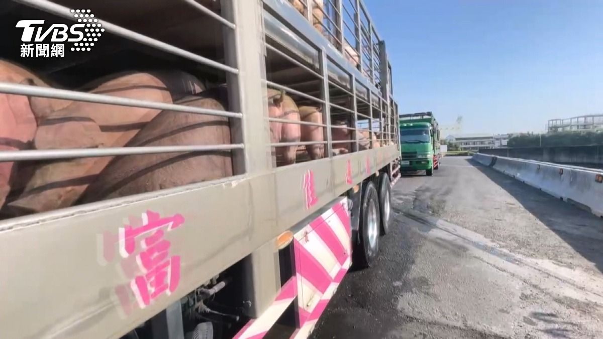 豬隻湧入市場「價格穩」!雲林毛豬拍賣均價$95 載豬車滿載搶運。(圖/TVBS)