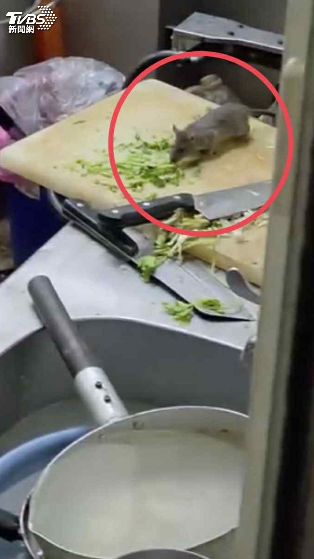新竹廚房驚見「老鼠派對」!多隻肥鼠趴飯桶啃香菜 民眾:像在開趴。(圖/翻攝新竹大小事)