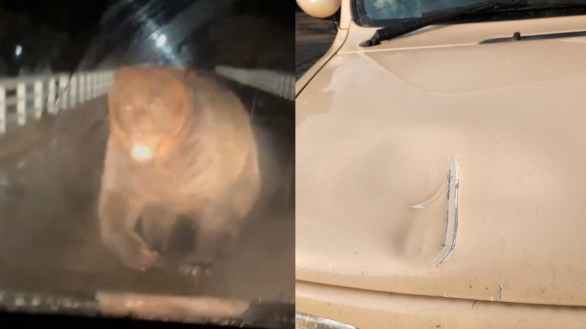 北海道棕熊「直撲引擎蓋」嚇壞駕駛!牧場員工急倒車逃跑