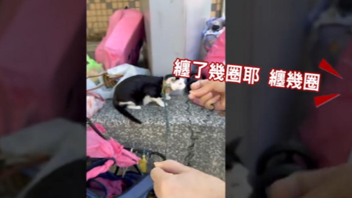 新北土城驚傳虐貓。(圖/民眾提供)
