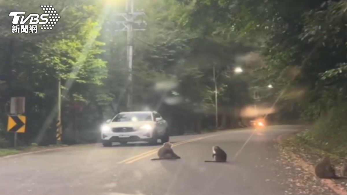 警方急著救受困車上的兩歲童，沒想到路上被山道猴，擋住去路。（圖／TVBS）