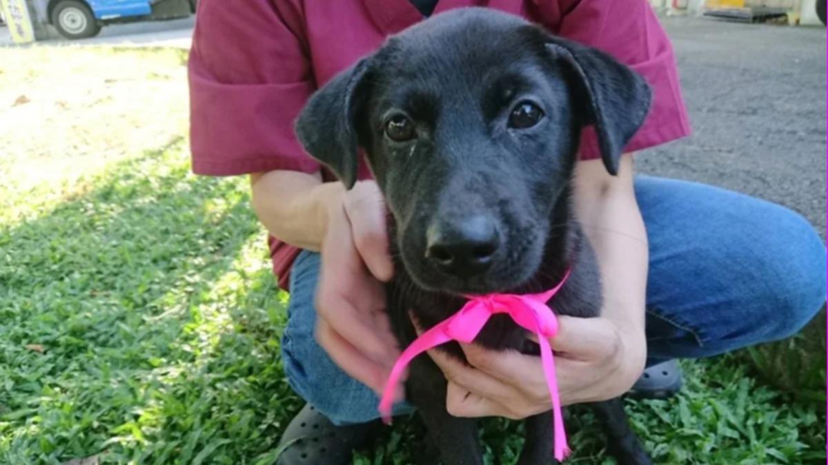 飼主注意!新北犬貓絕育補助延至11月底 最高可領2千元