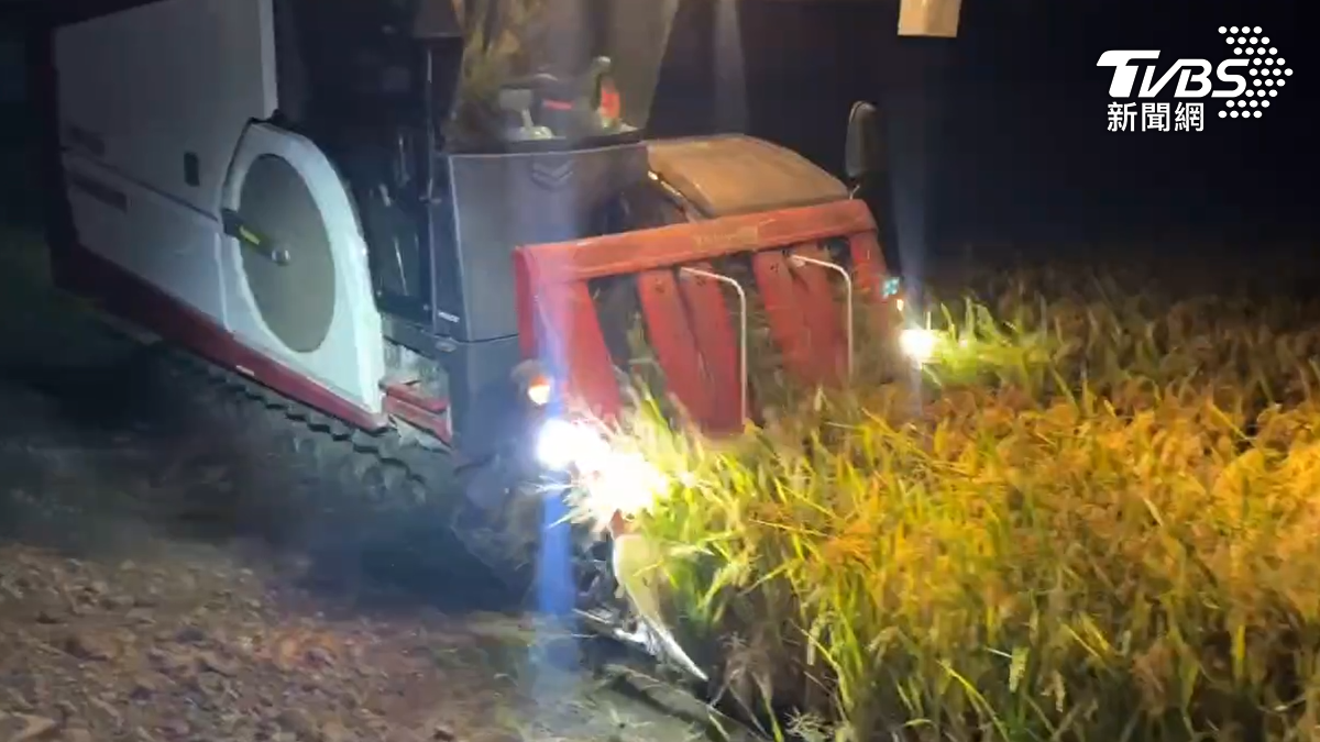 雲林的稻農更是從夜間就開始操作割稻機進行收割，趕在颱風來臨前搶收農作物。（圖／TVBS）
