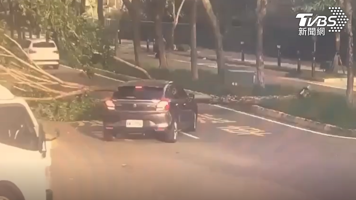 路樹傾倒險砸車,阻交通清除「1小時」。(圖/TVBS)