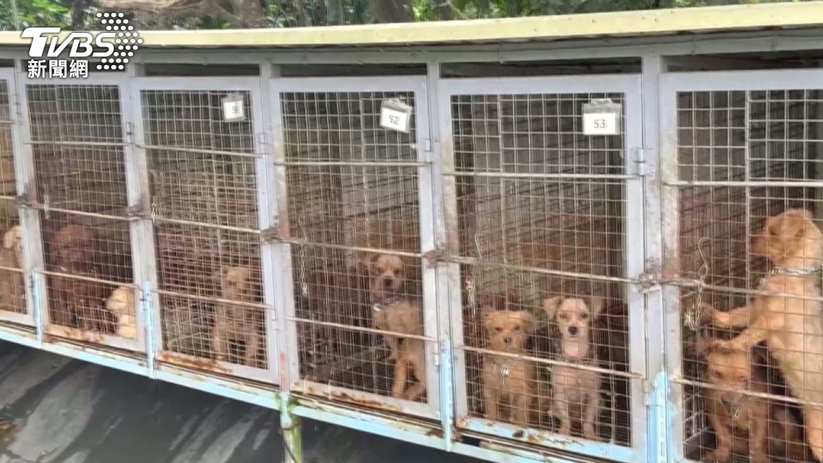 「人人犬舍」超過9成犬被割聲帶!188隻無聲犬仍送往他處繼續繁殖。(圖/警方提供)