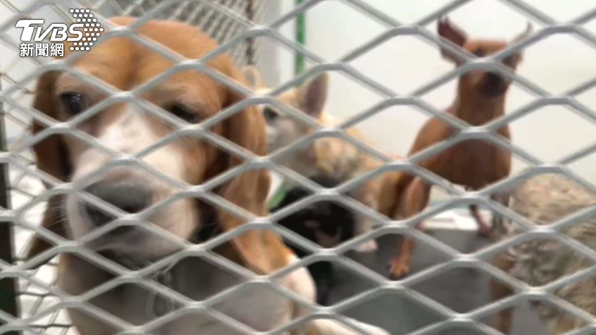 獸醫師謝明偉經營的犬舍過去曾獲「優等」評鑑。(圖/警方提供)