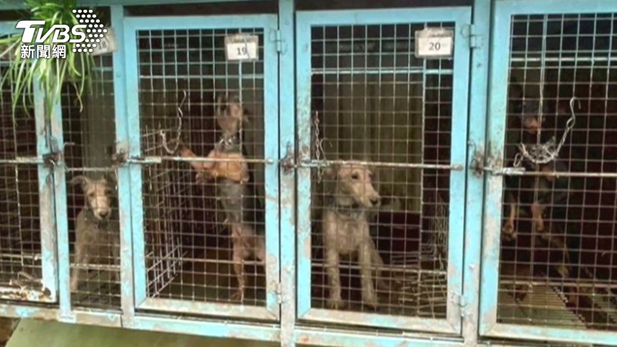 現場內290隻繁殖用品種犬中,超過九成被割除聲帶,縣府因此重罰480萬元。(圖/警方提供)