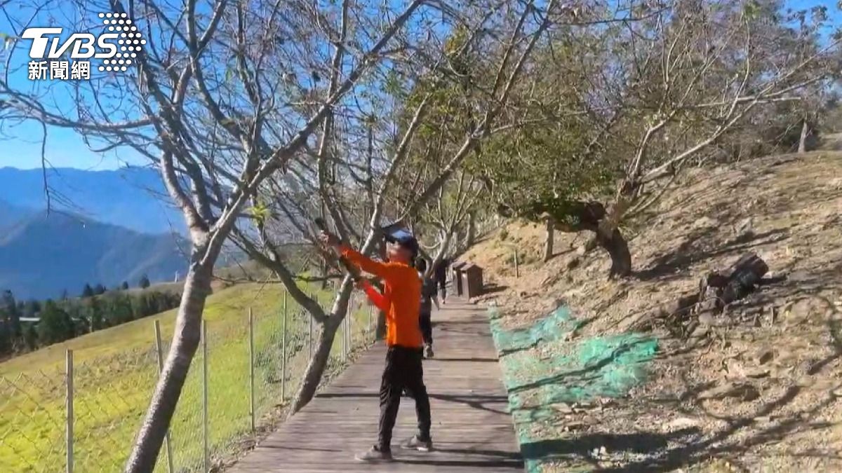 高海拔地區的清境、武陵、福壽山等「三高農場」也同步宣布將於明天下午預警性休園。(圖/TVBS)