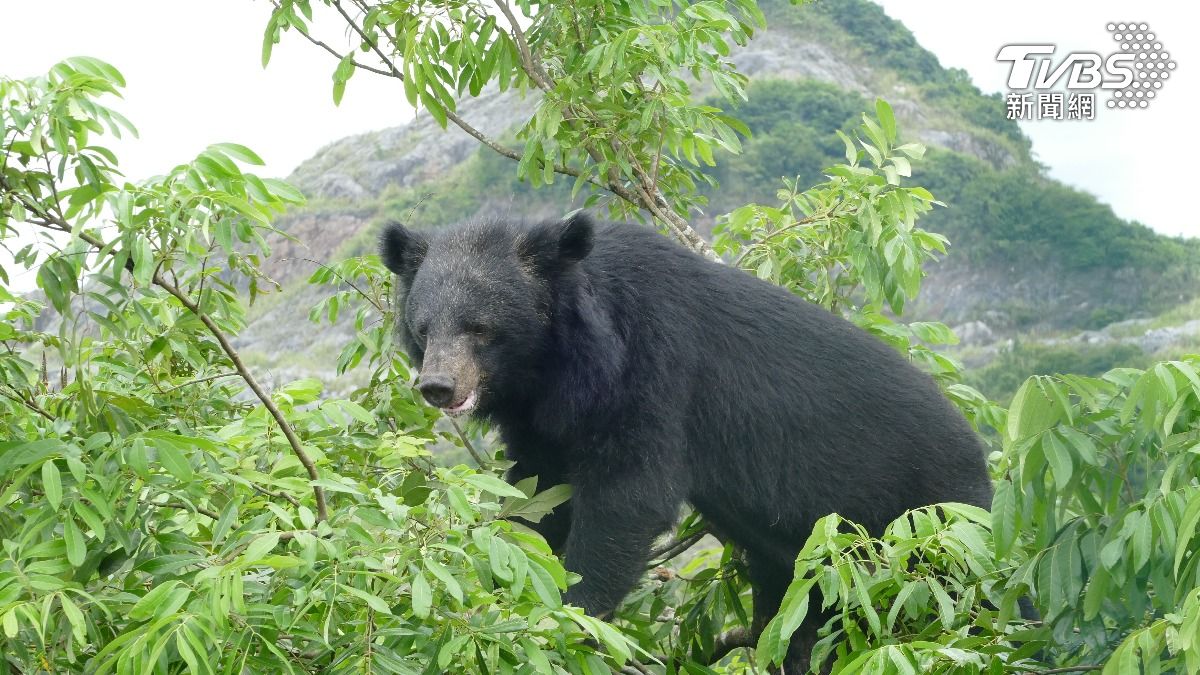 日本州最嚴重熊害事件!「食人熊」致4死多人傷 胃內有大量人肉