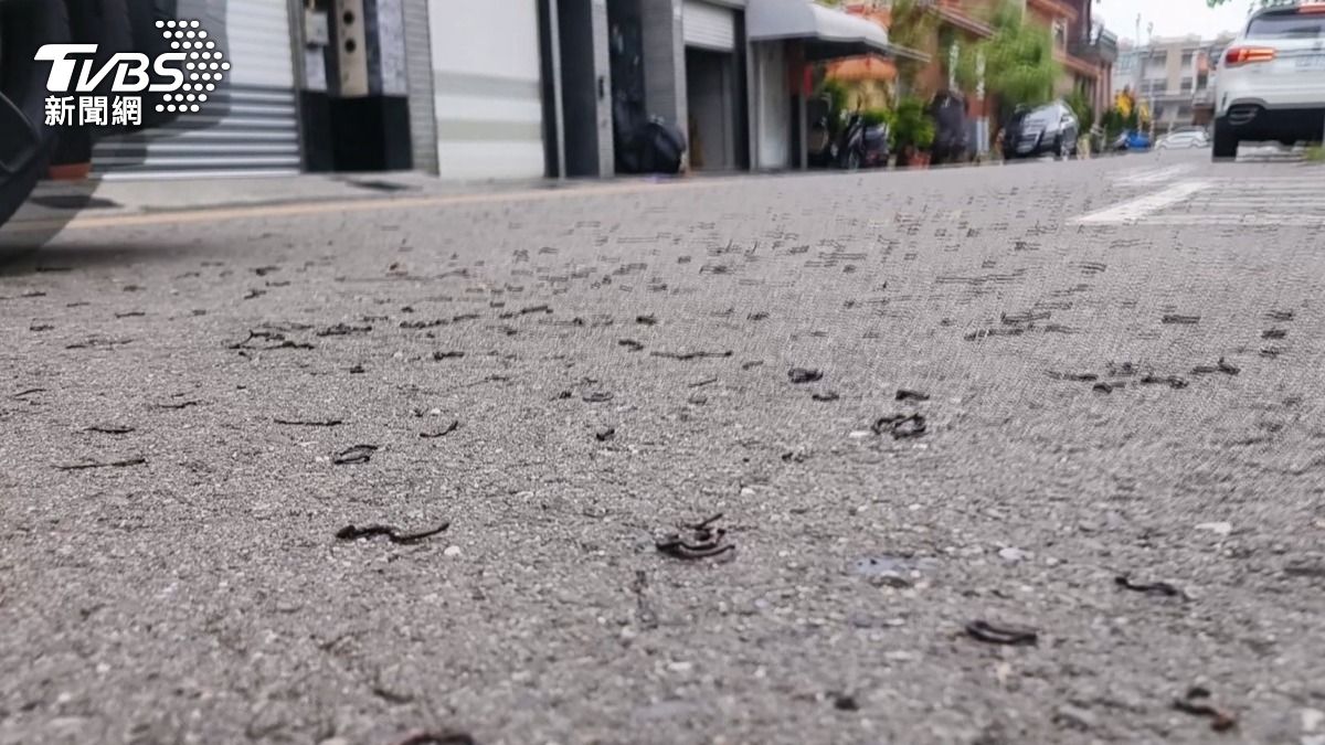 蚯蚓集體出動,高雄滿地爬,居民表示清掃了四次仍不斷冒出。(圖/TVBS)