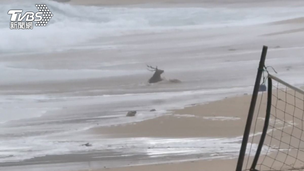預估鳳凰颱風在傍晚登陸，墾丁南灣風浪變大，掀起4米長浪。（圖／TVBS）