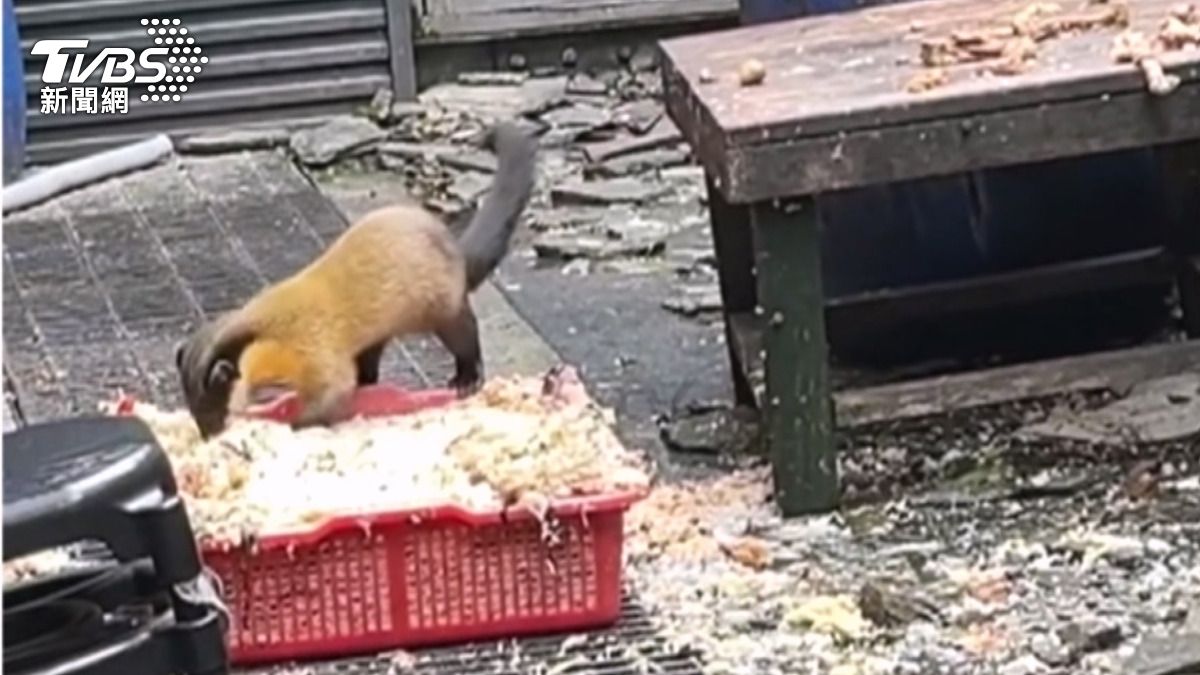 廚餘成為黃喉貂的大餐,這種情況對野生動物和人類都帶來隱憂。(圖/翻攝靠北登山大小事)