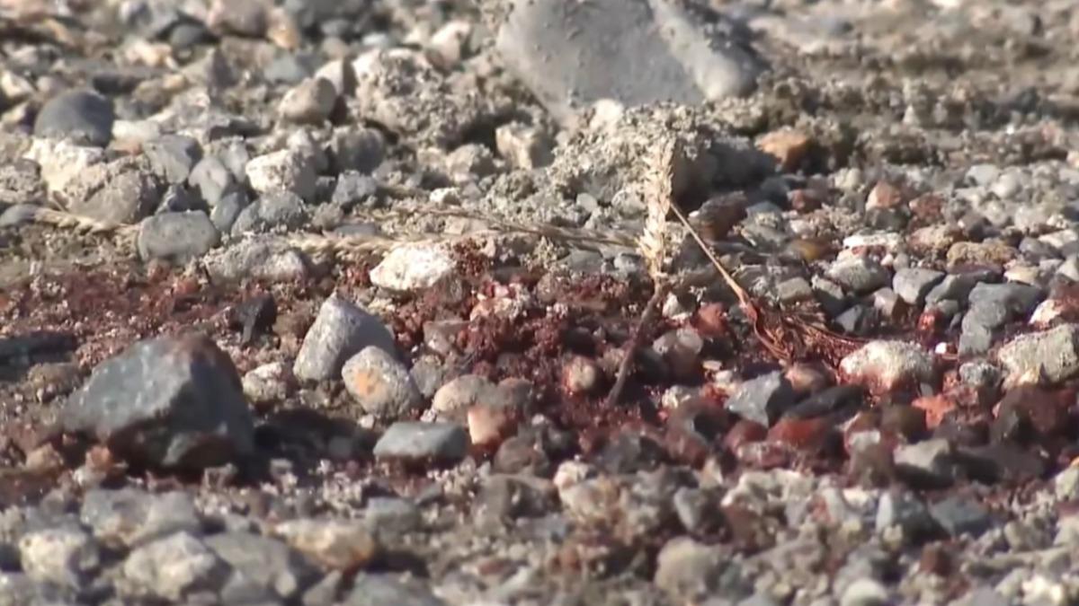 老獵人在千鈞一髮之際，成功擊斃黑熊，保住性命。（圖／翻攝 YT @tbsnewsdig）