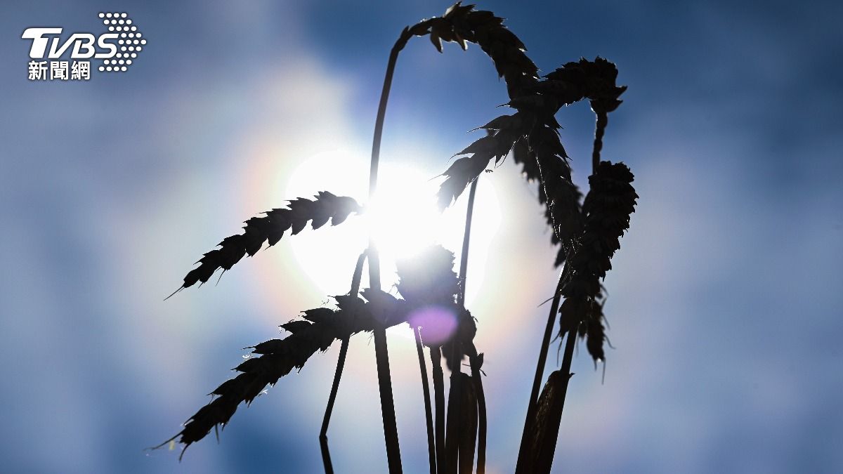 南韓稻米逆襲!江華島米外銷澳洲 技術輸出蒙古成功種稻