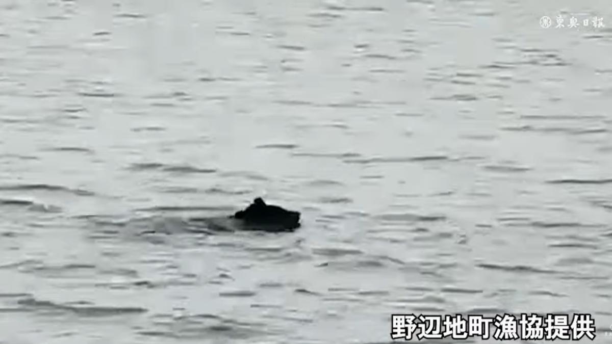 熊出沒「海裡」!青森野邊地町海面驚見熊游泳 獵人速上海圍捕