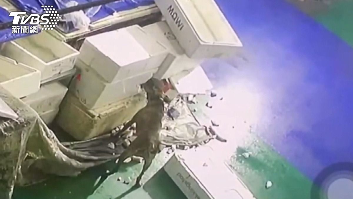 流浪犬經常趁魚市場打烊時闖入,里長巡邏發現3隻狗,但只捉捕到一隻。(圖/TVBS)