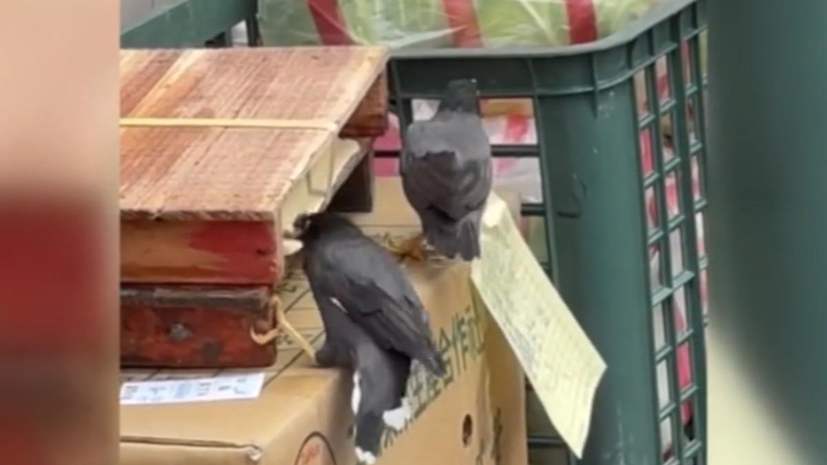 八哥鳥啄食豆腐。(圖/民眾提供)