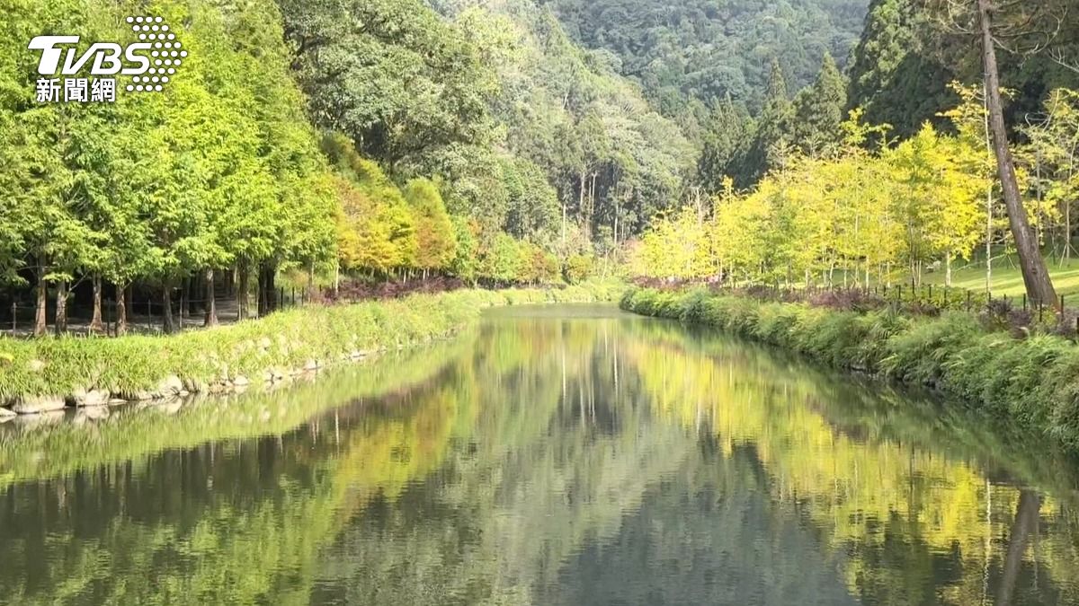 杉林溪賞楓季!「3000顆青楓轉紅」遊客驚嘆 陽光穿透如鑽石閃耀。(圖/TVBS)