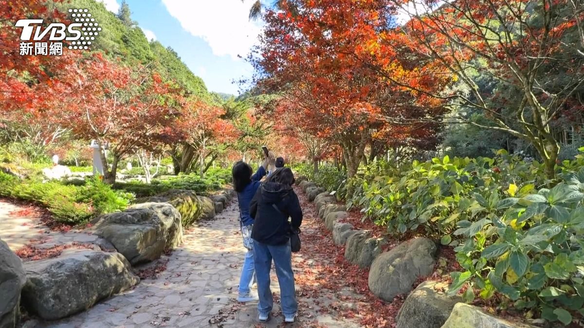 除了杉林溪外,台中的福壽山農場、武陵農場,南投的奧萬大,阿里山國家森林遊樂區都是台灣著名的賞楓地點。(圖/TVBS)