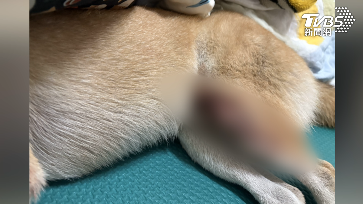 店內的寵物犬因躲在裡面而腳部受傷,已於事發當天被帶去急診治療。(圖/TVBS)