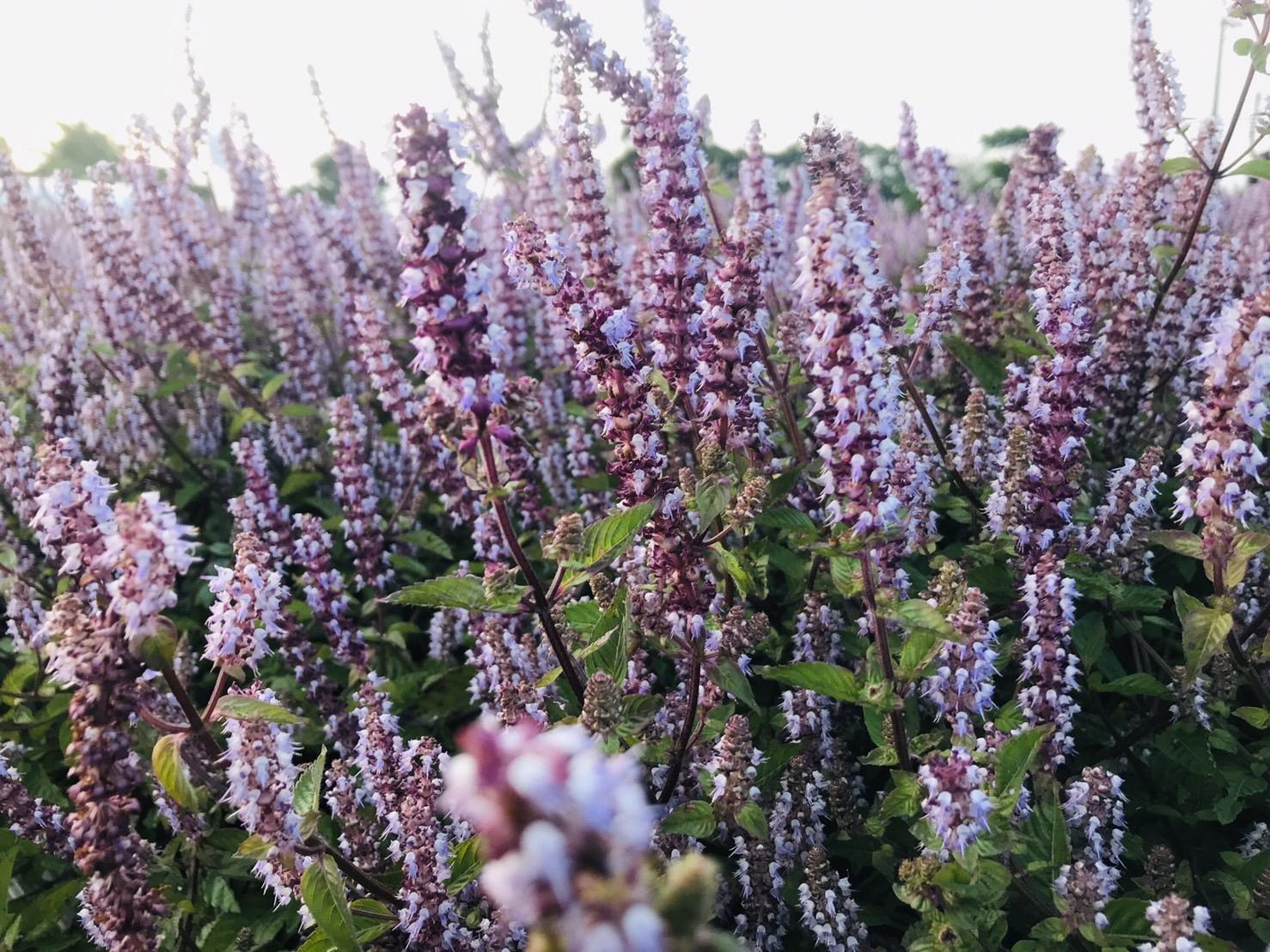 仙草花海。（圖／楊梅休閒農業區提供）