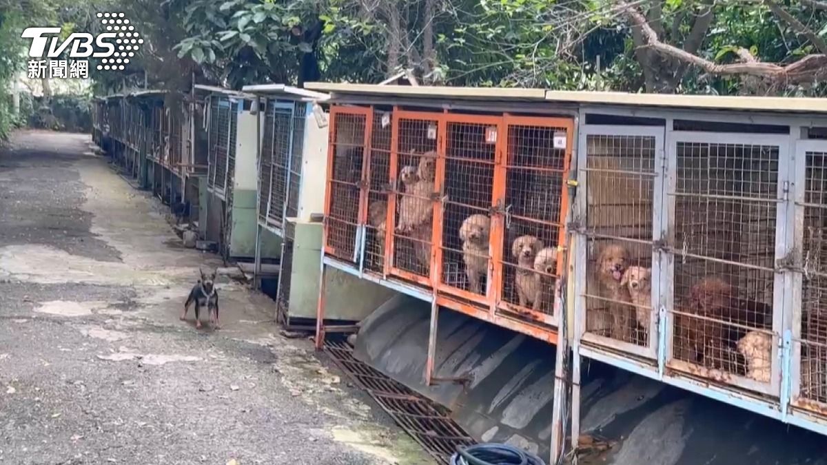 「人人犬舍」淪虐犬地獄！273犬無聲吠叫，任職13年官員遭拔職。(圖／TVBS)